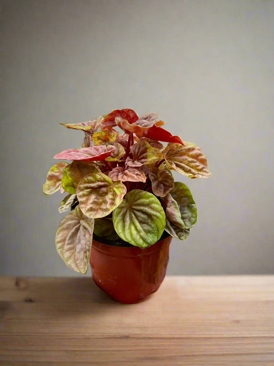 Peperomia 'Quito'