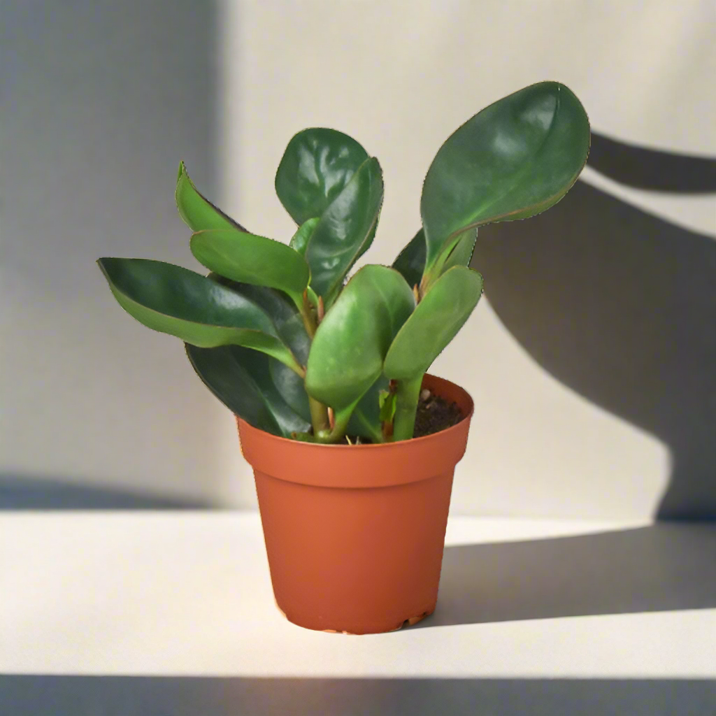 Peperomia Red Edge