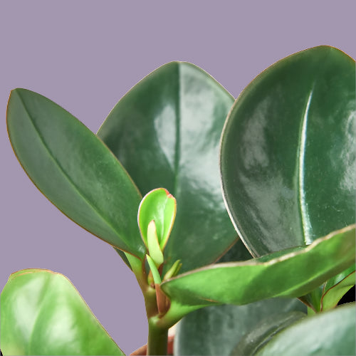 Peperomia Red Edge
