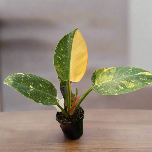 Philodendron 'Congo Green Variegated'
