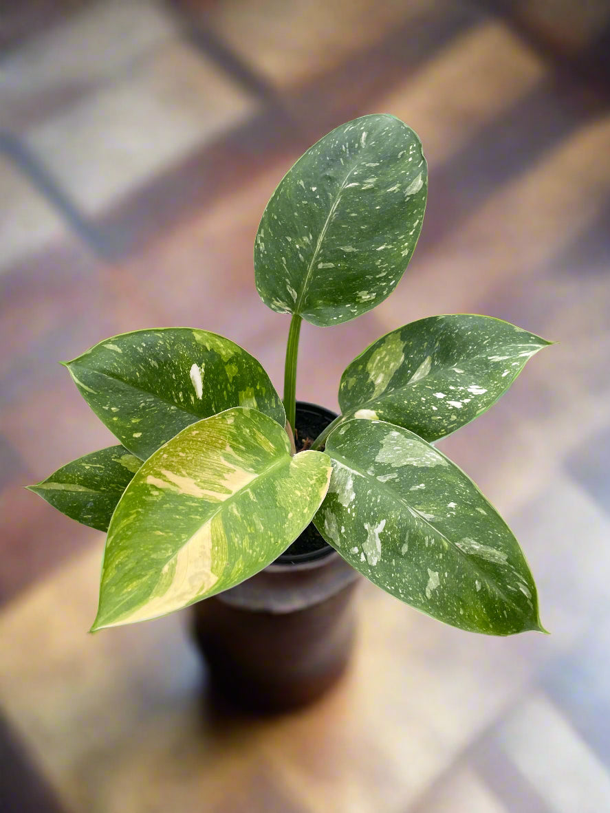 Philodendron 'Congo Nuclear'