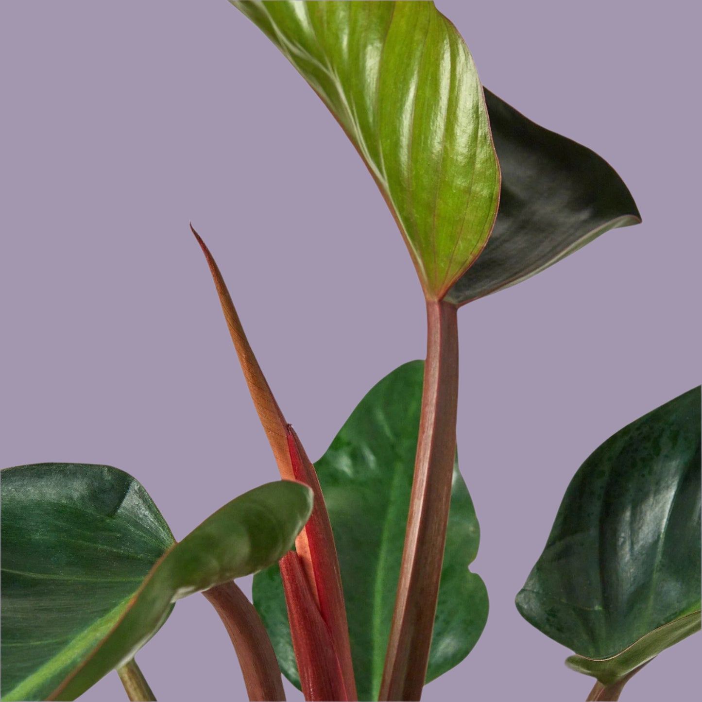 Philodendron 'Congo Rojo'