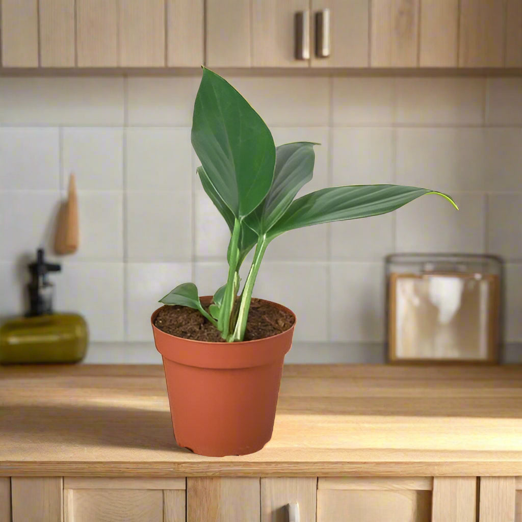 Philodendron 'Dragon Tail'