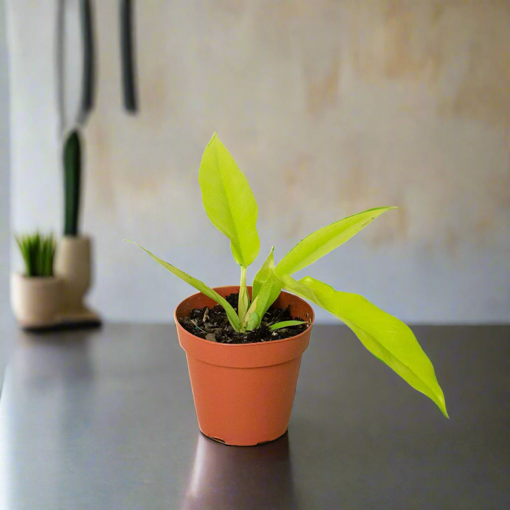 Philodendron 'Ring of Fire Gold'