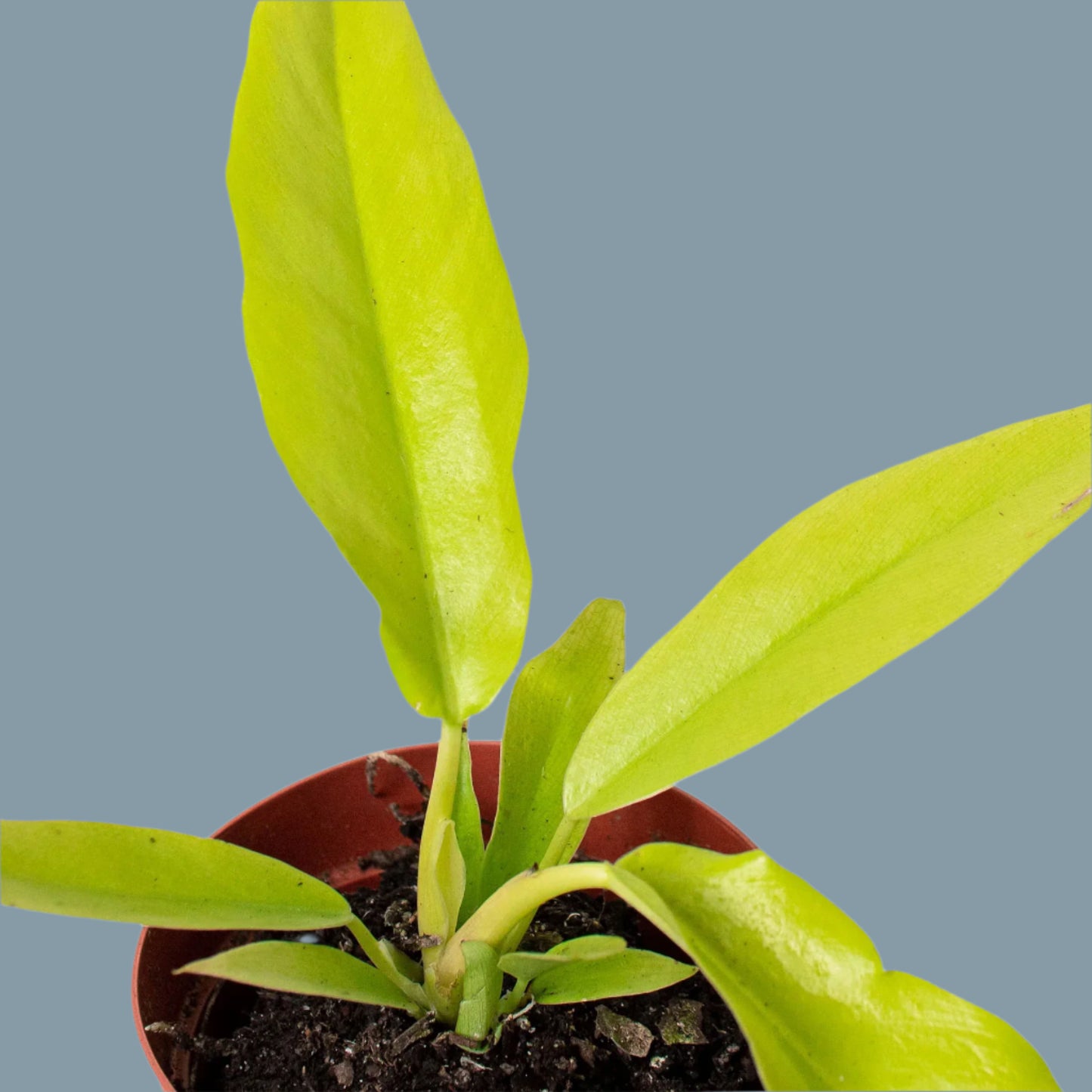 Philodendron 'Ring of Fire Gold'