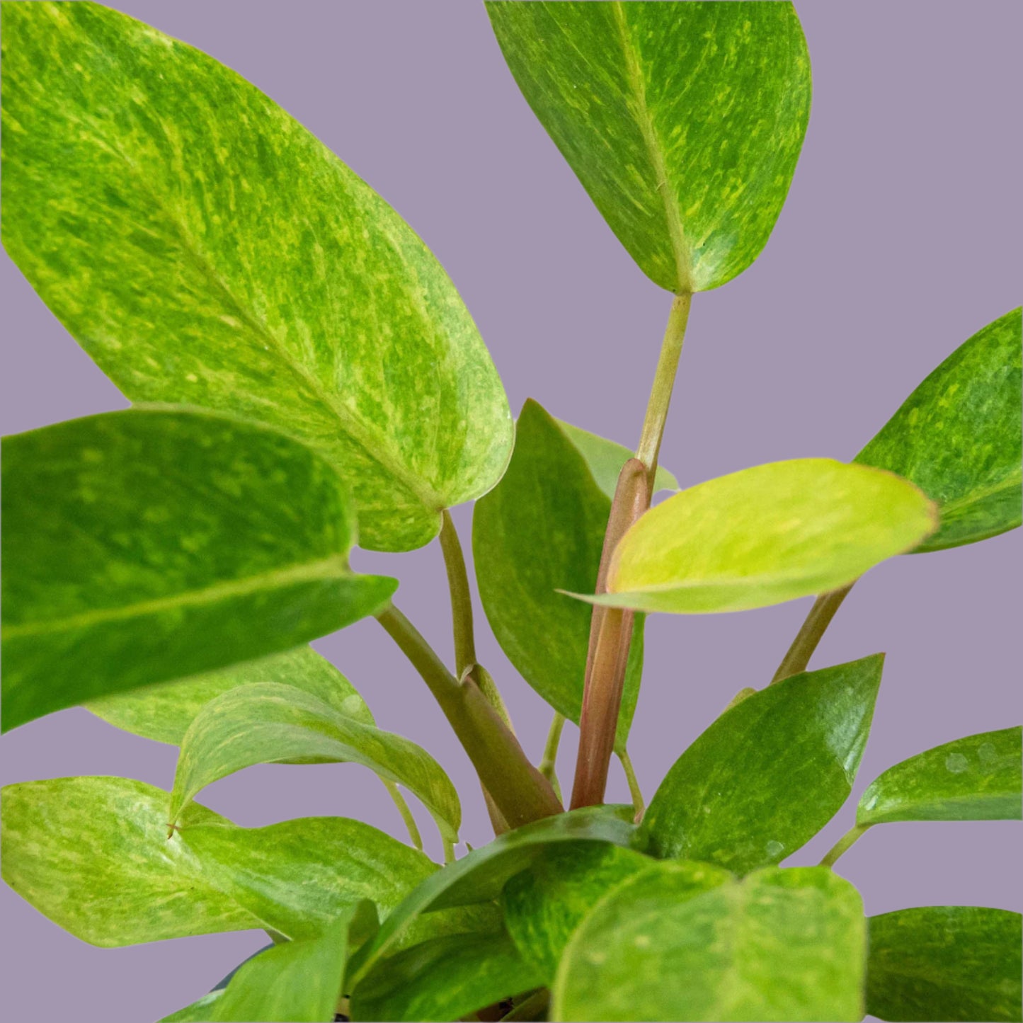 Philodendron 'Painted Lady'