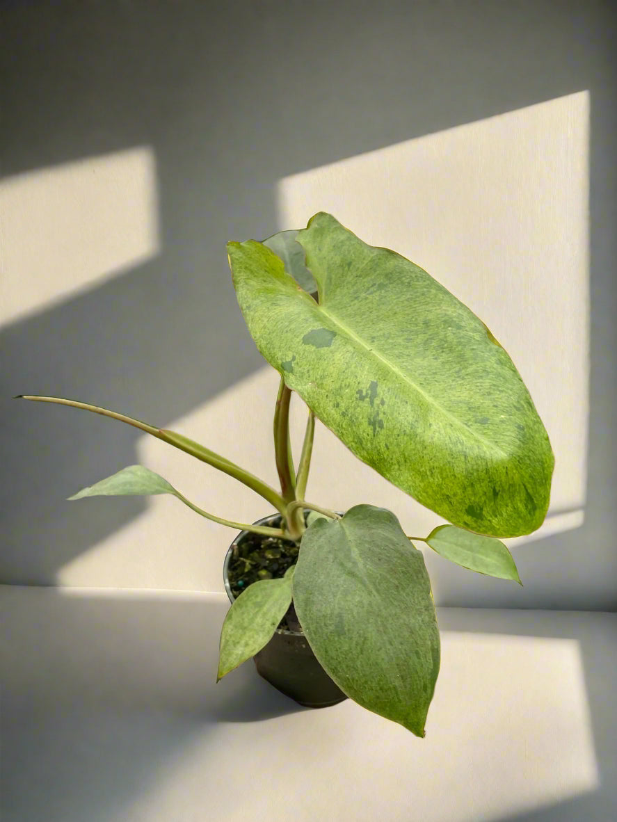 plant