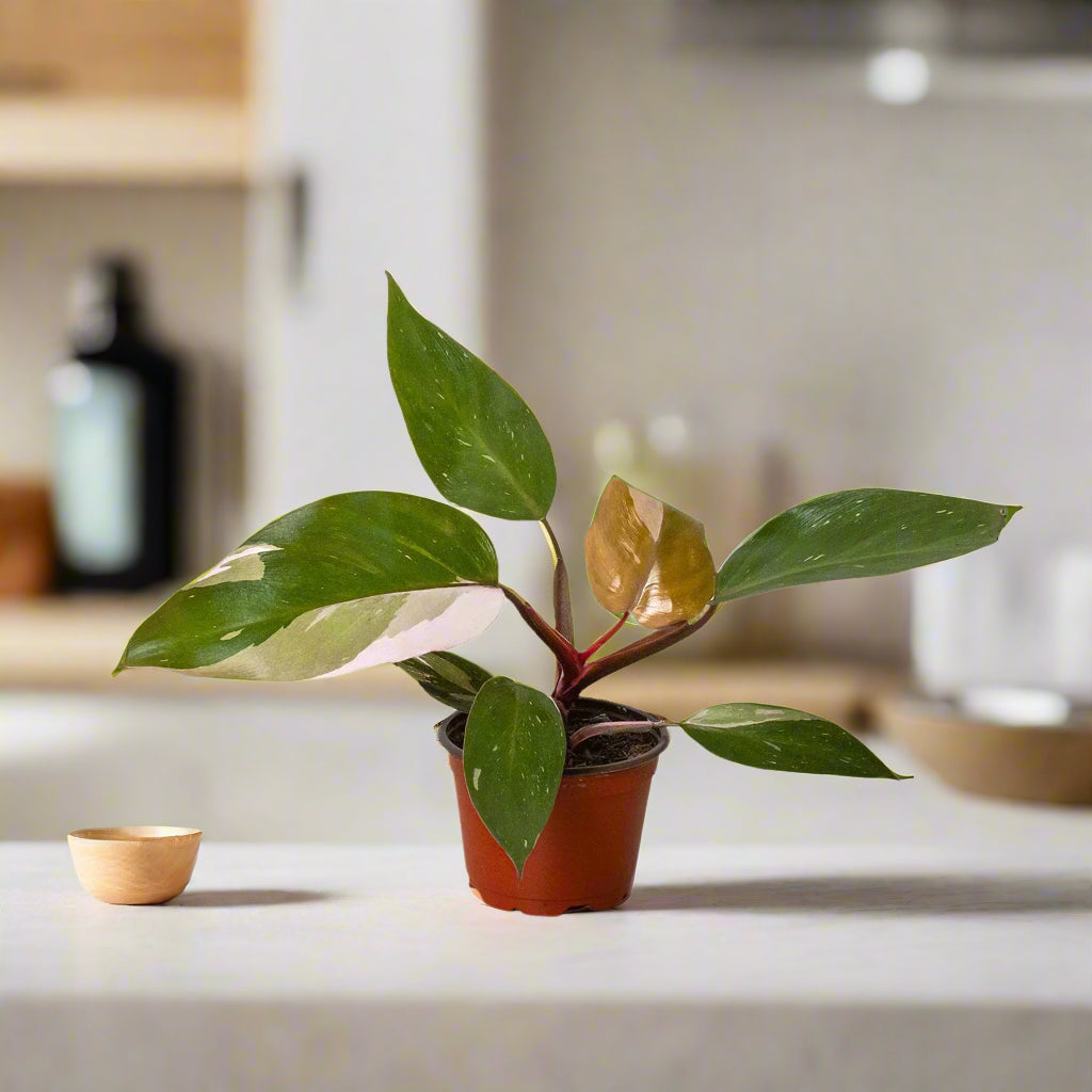 Philodendron 'Pink Princess'