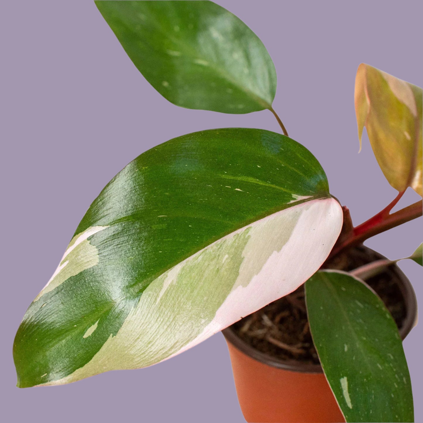 Philodendron 'Pink Princess'