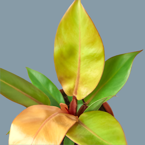 Philodendron 'Prince of Orange'