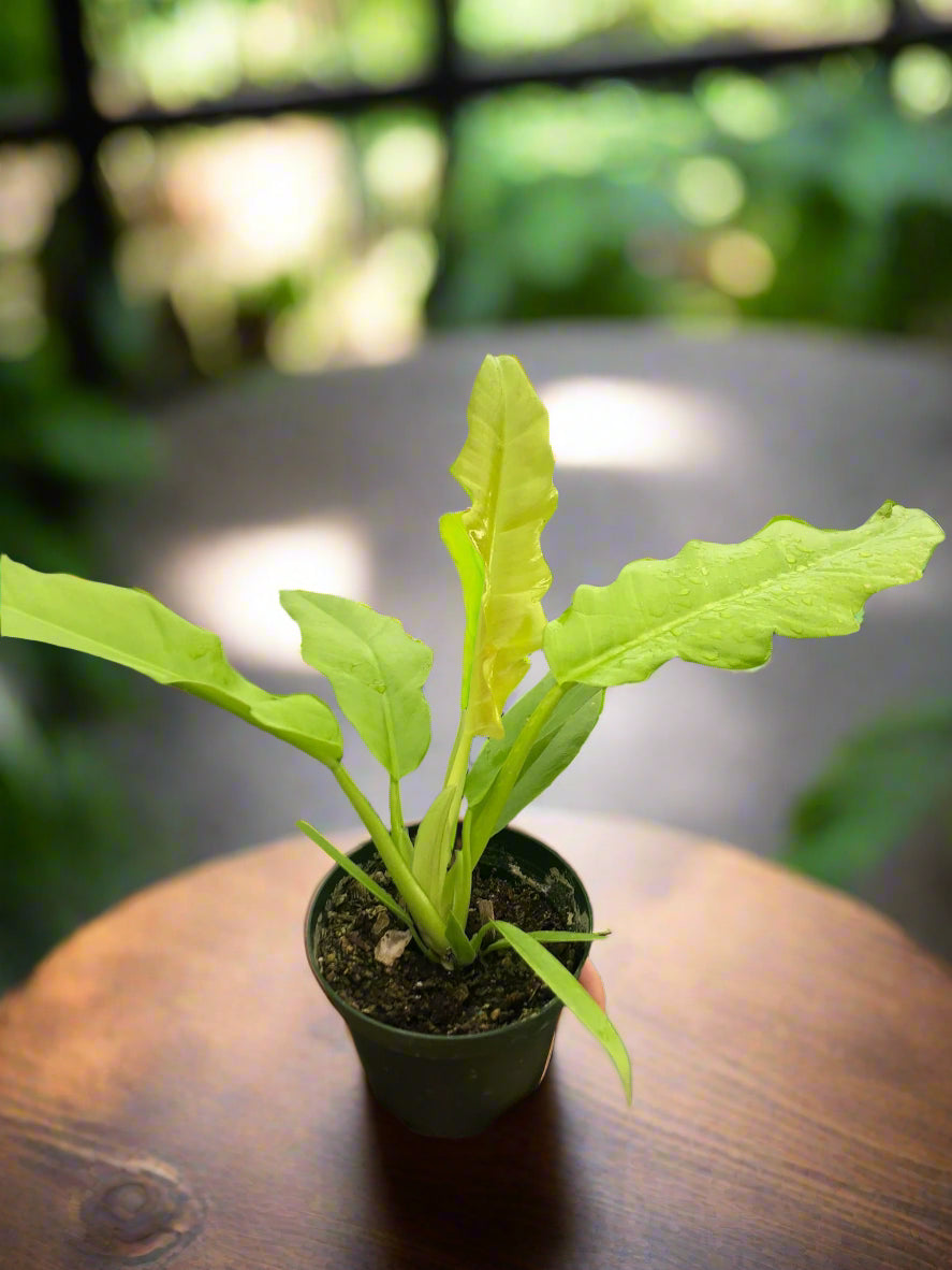 Philodendron 'Ring of Fire Gold'