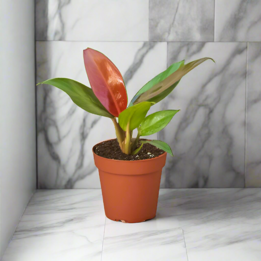 Philodendron 'Sun Red'