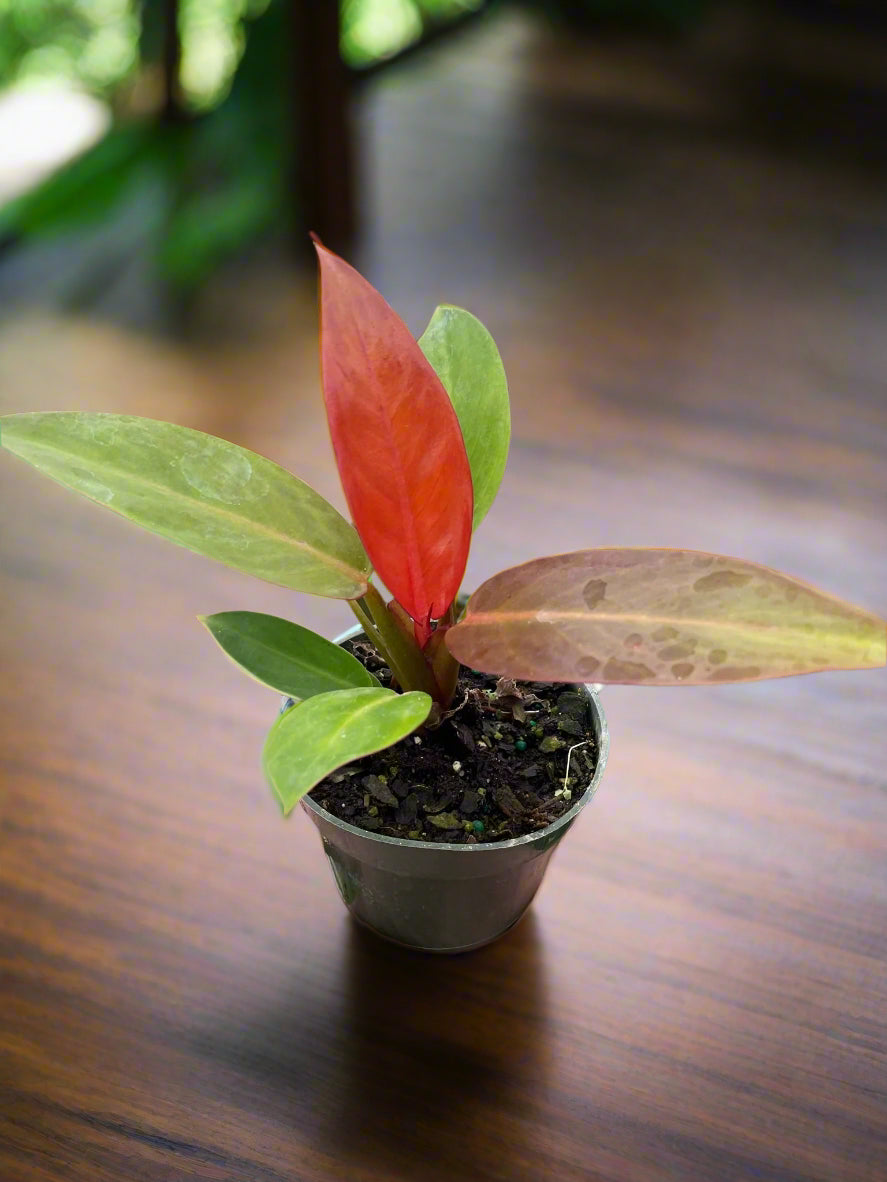 Philodendron 'Sun Red'
