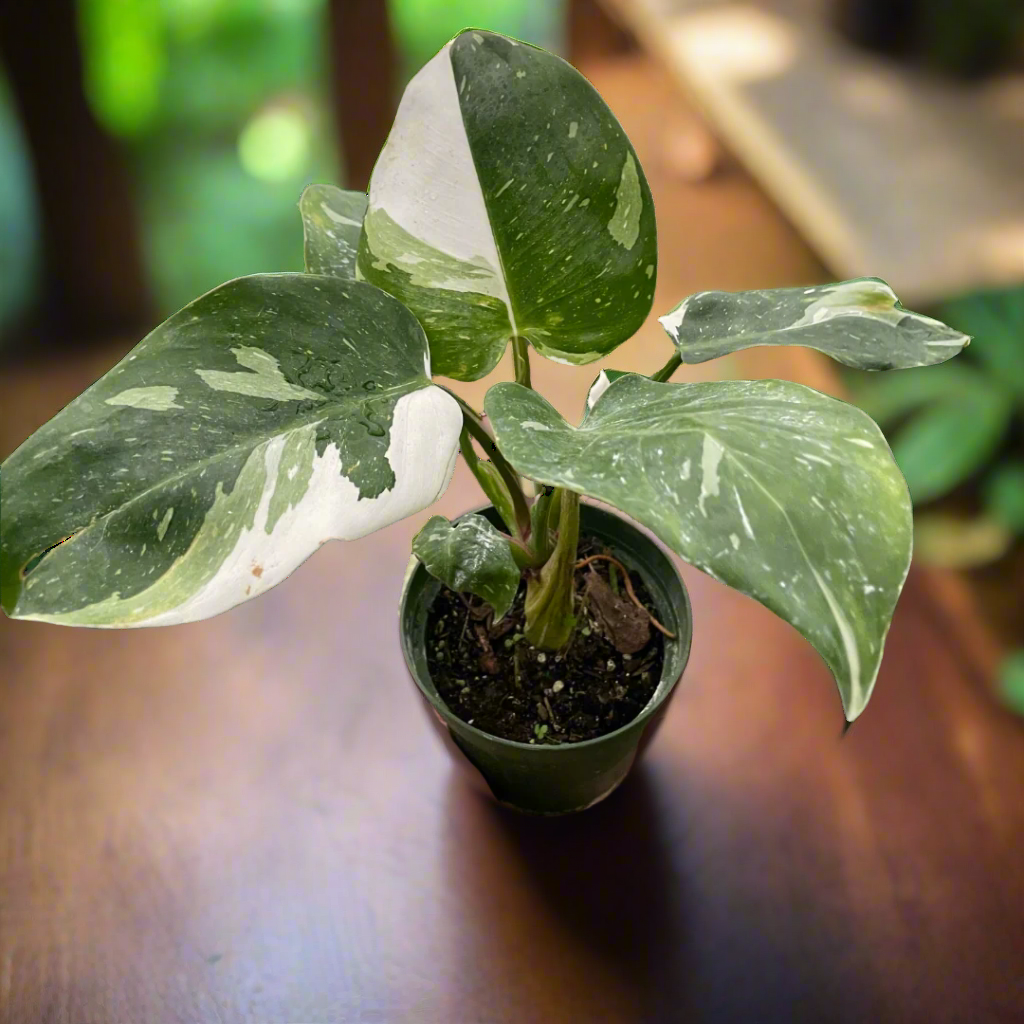 Philodendron 'White Princess'