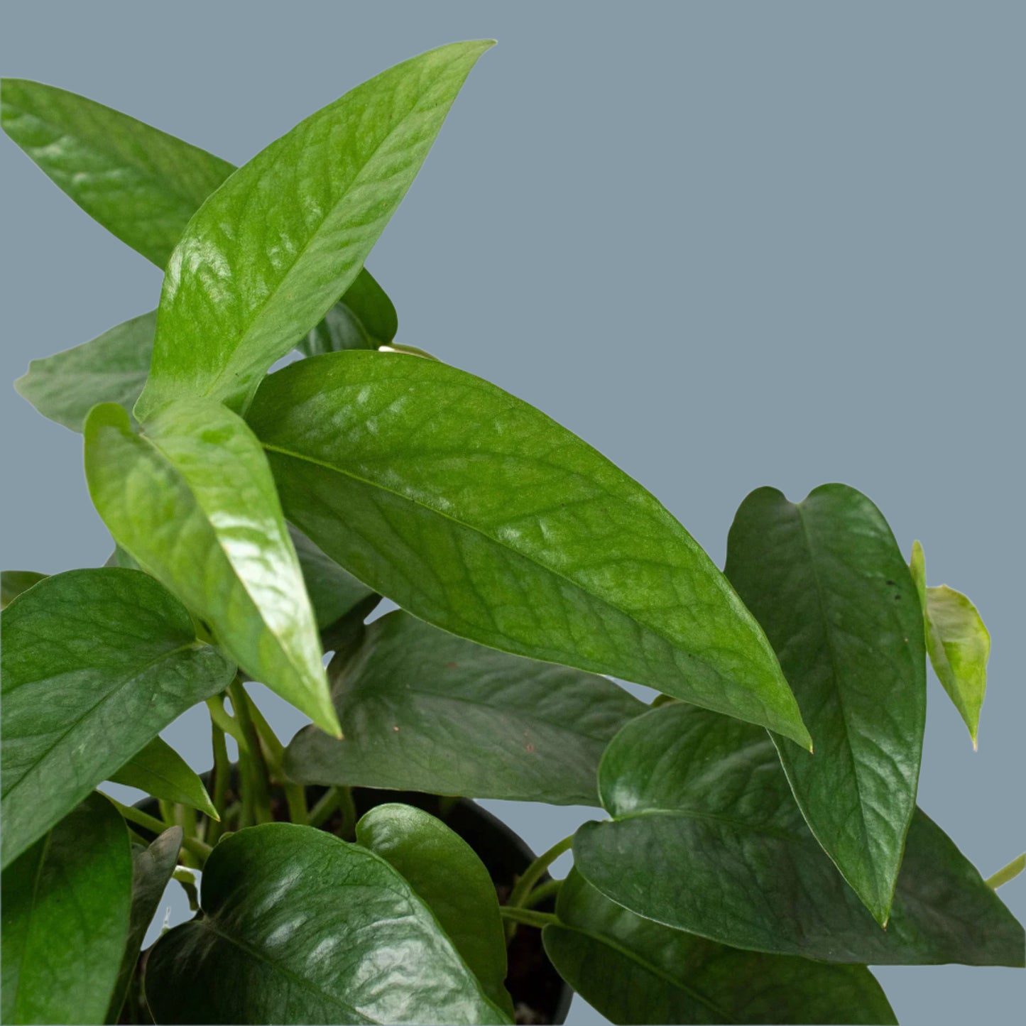 Pothos 'Cebu Blue'