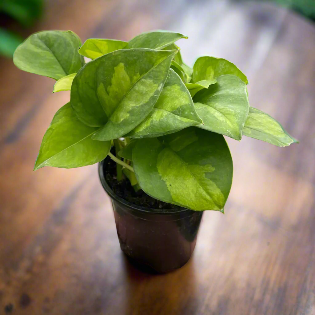 Pothos 'Global Green'