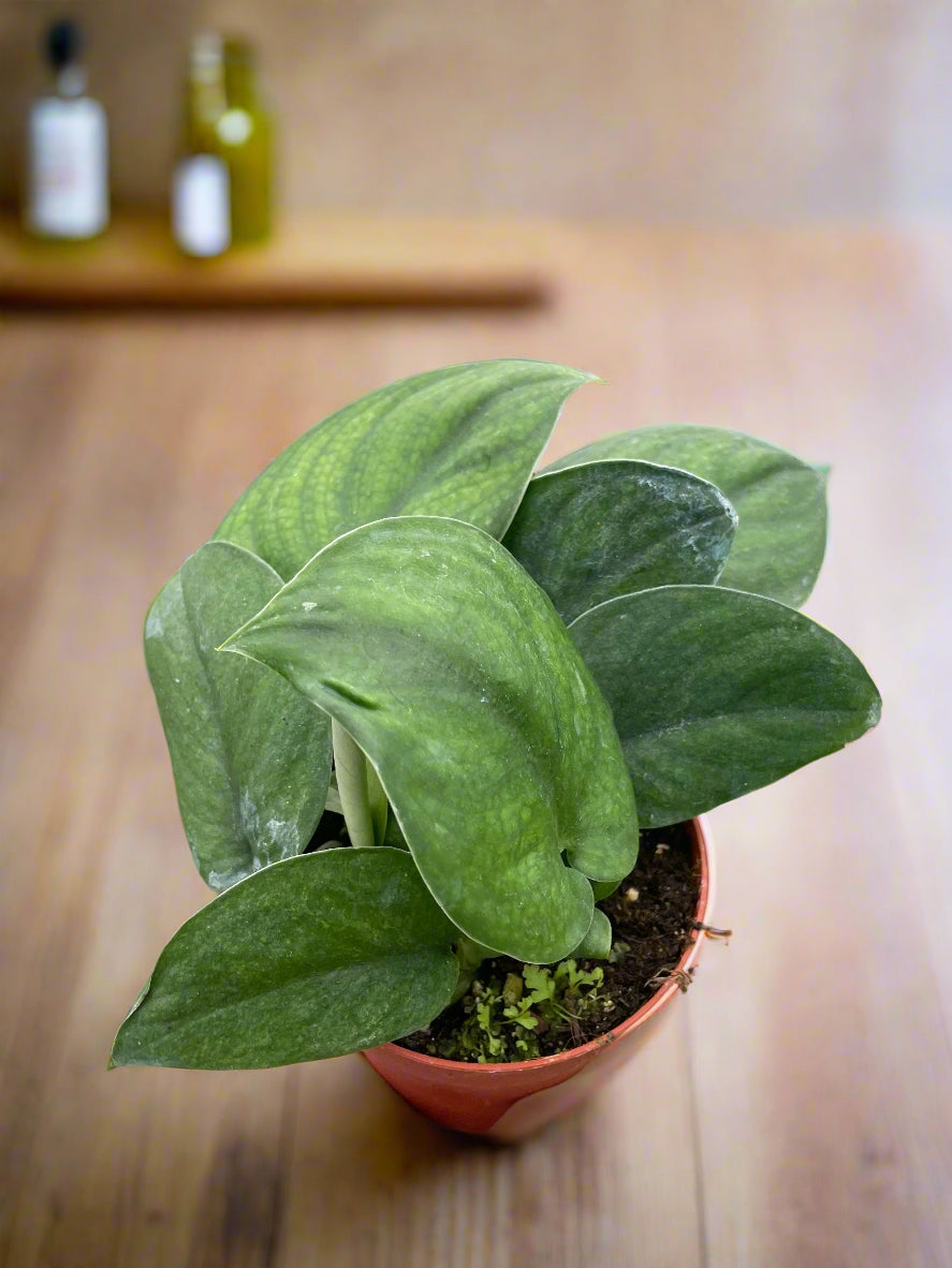 Pothos Jade Satin