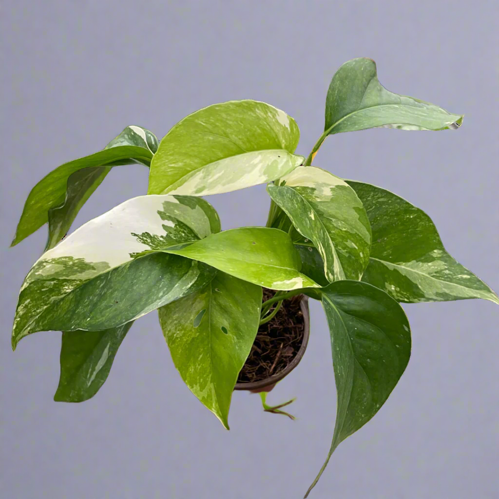 Pothos 'Albo Variegata'