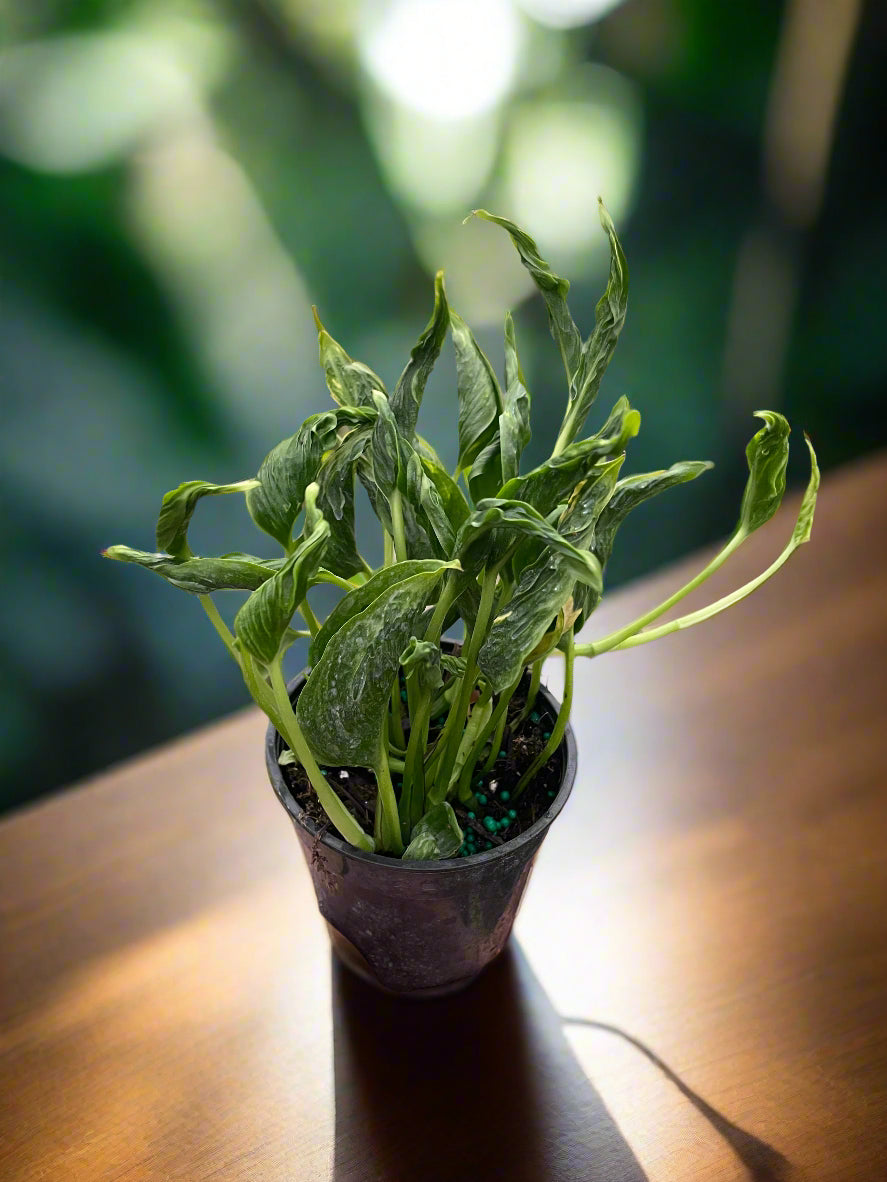 Pothos 'Shangri La'