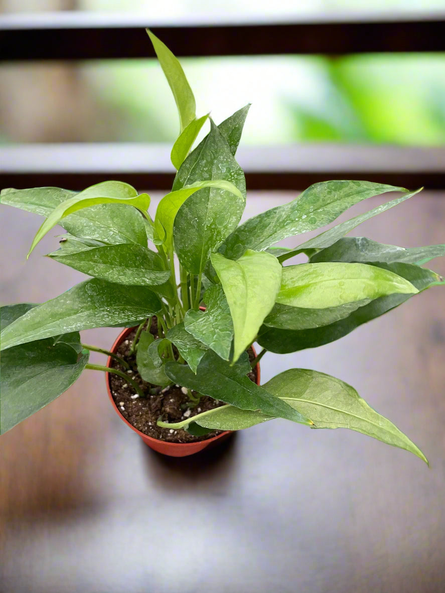 Pothos Skeleton Key