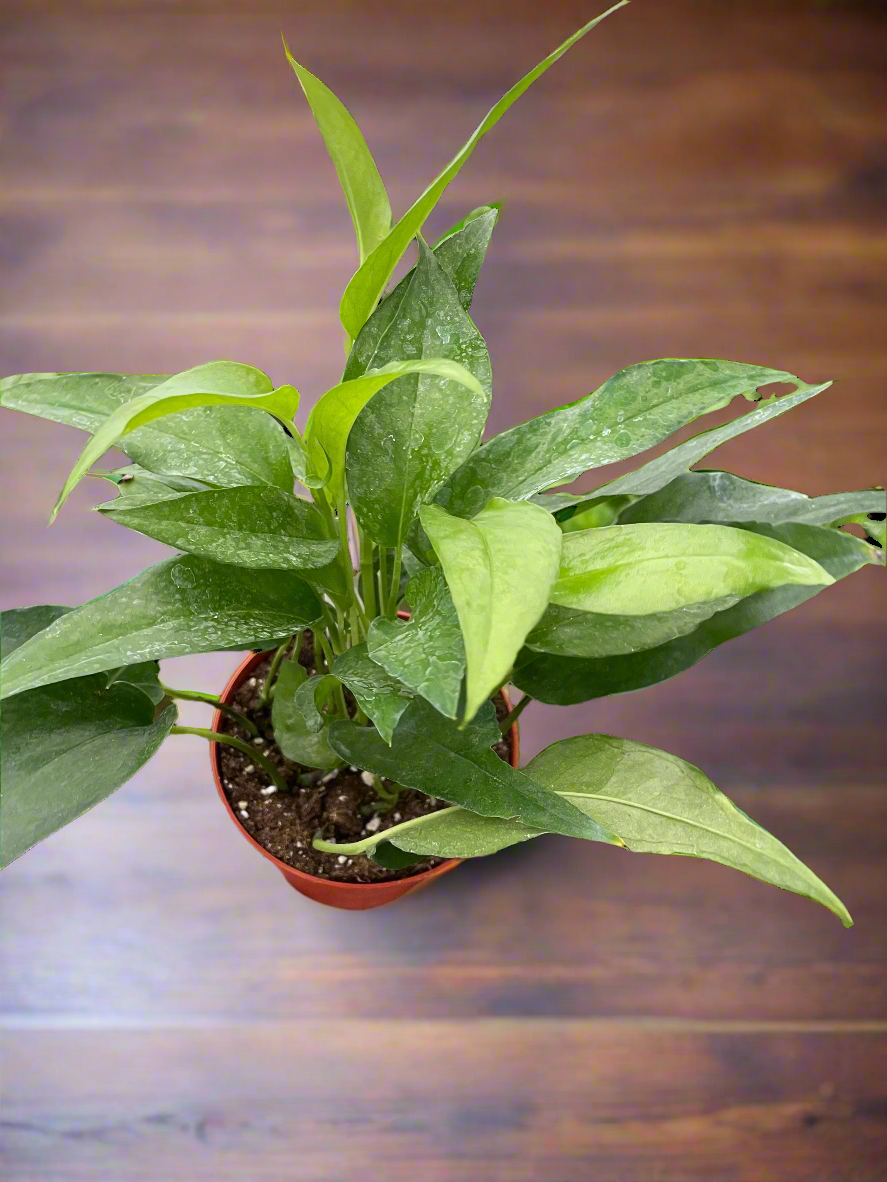 Pothos Skeleton Key