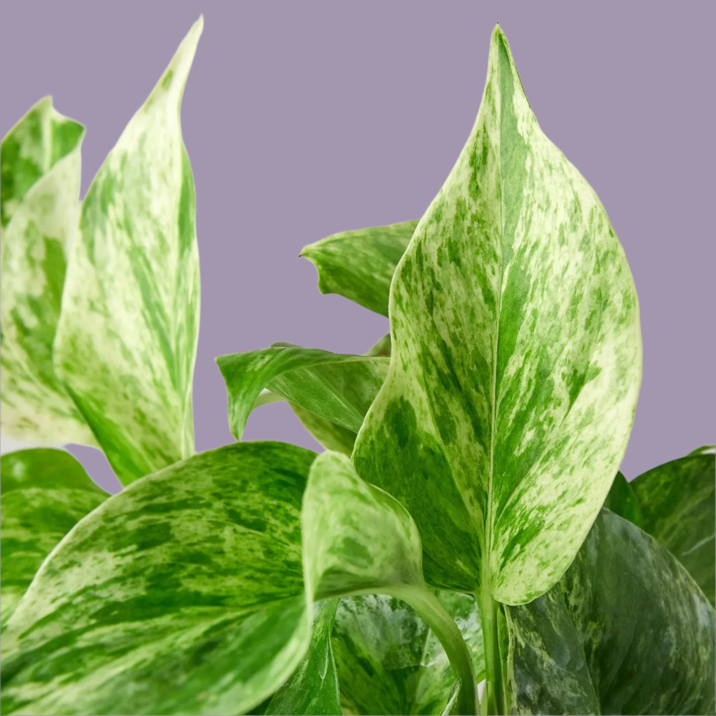 Pothos 'Marble Queen'