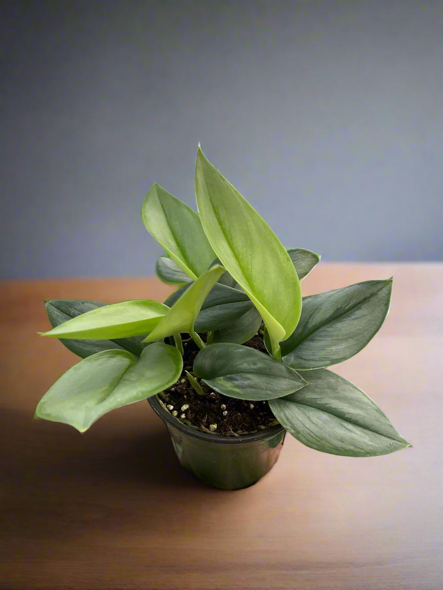 Scindapsus 'Moonlight'