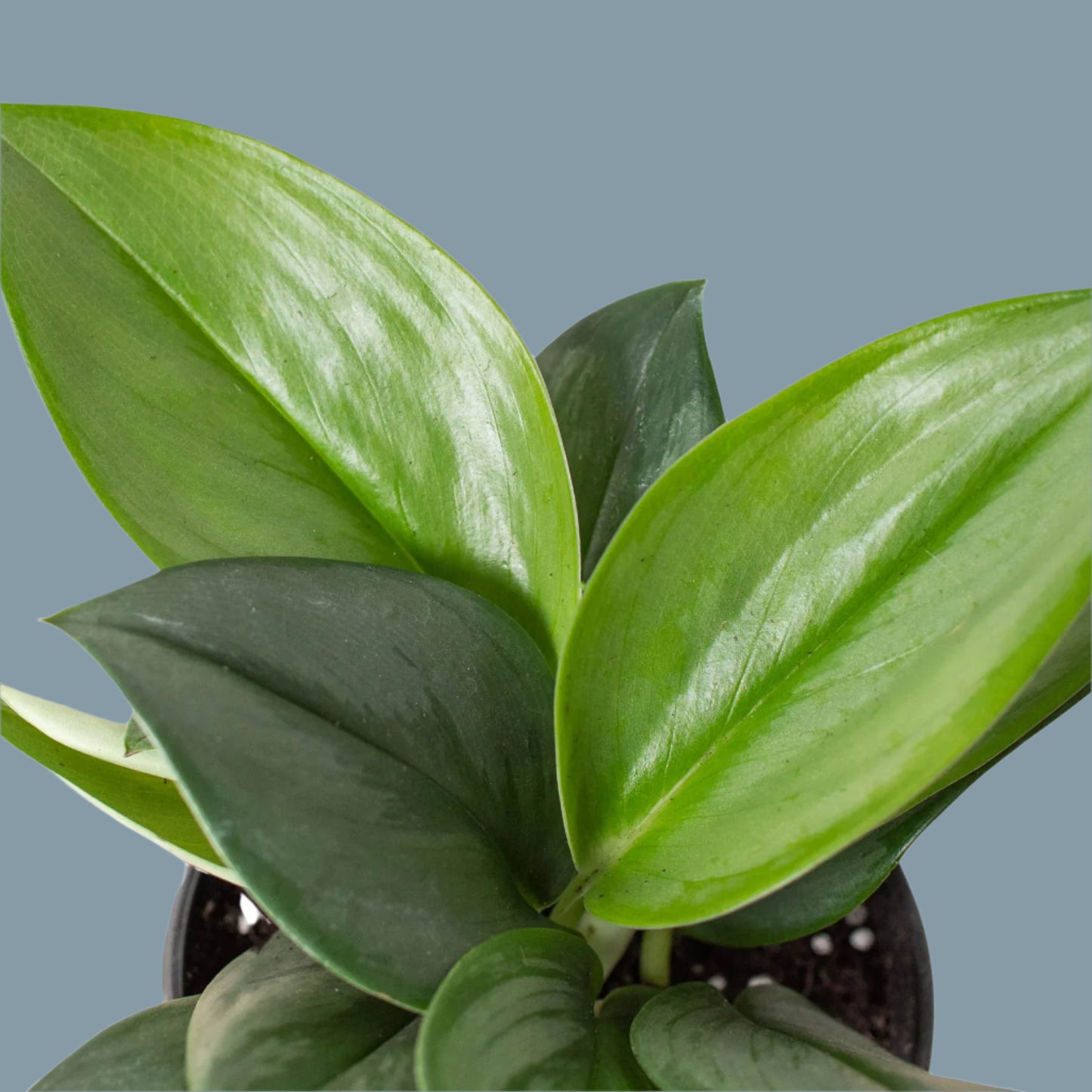 Scindapsus 'Moonlight'