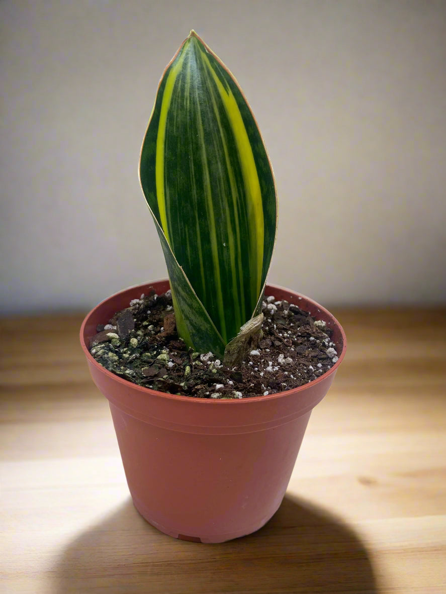 Variegated Shark Fin Snake Plant