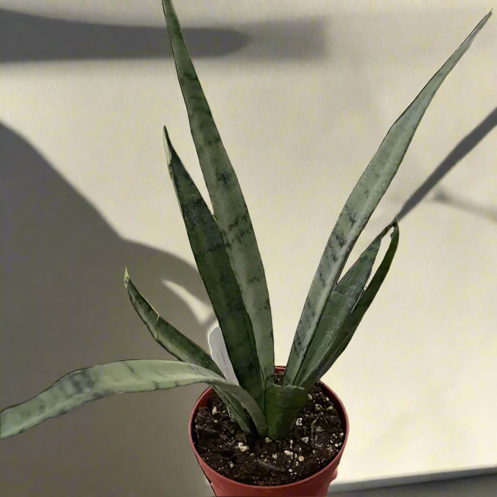 Snake 'Silver Princess'