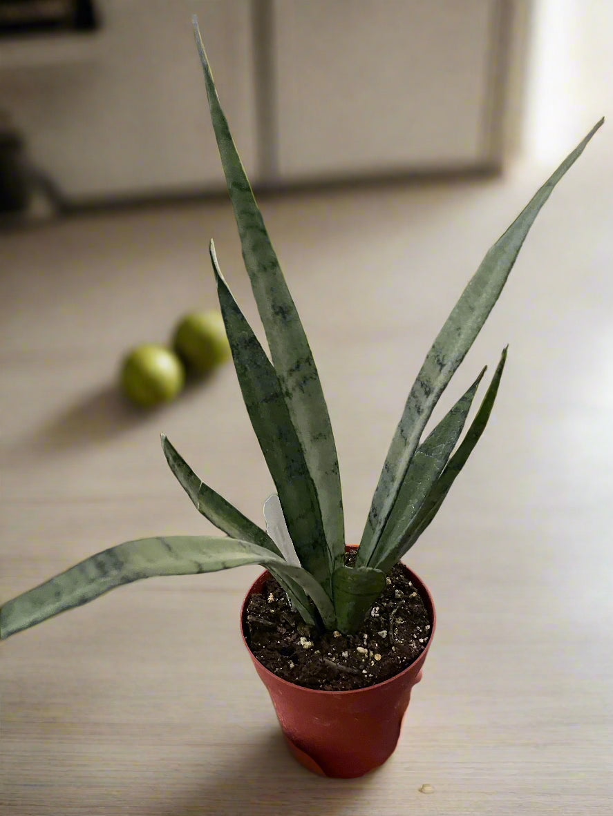 Snake 'Silver Princess'