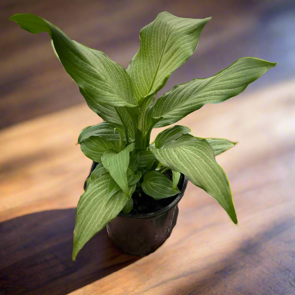 Spathiphyllum 'Platinum Mist'