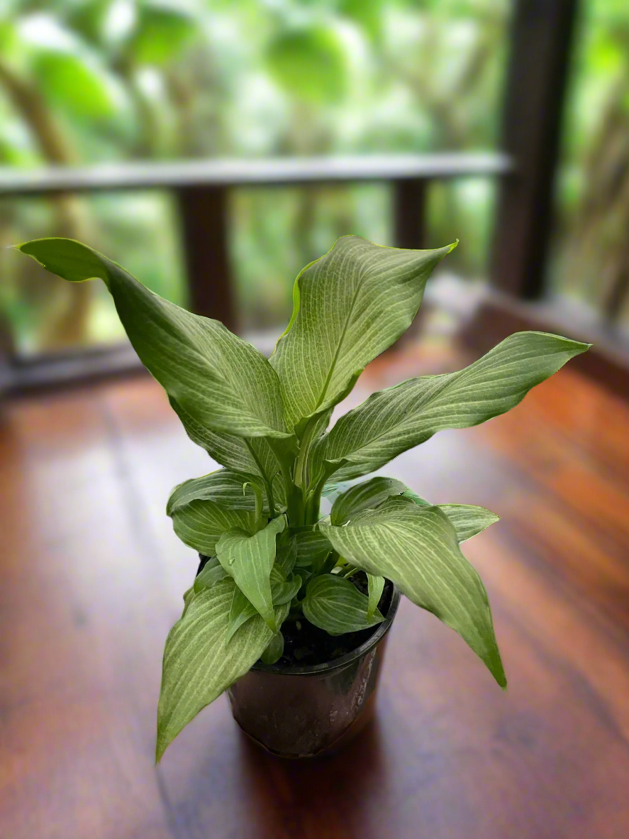 Spathiphyllum 'Platinum Mist'