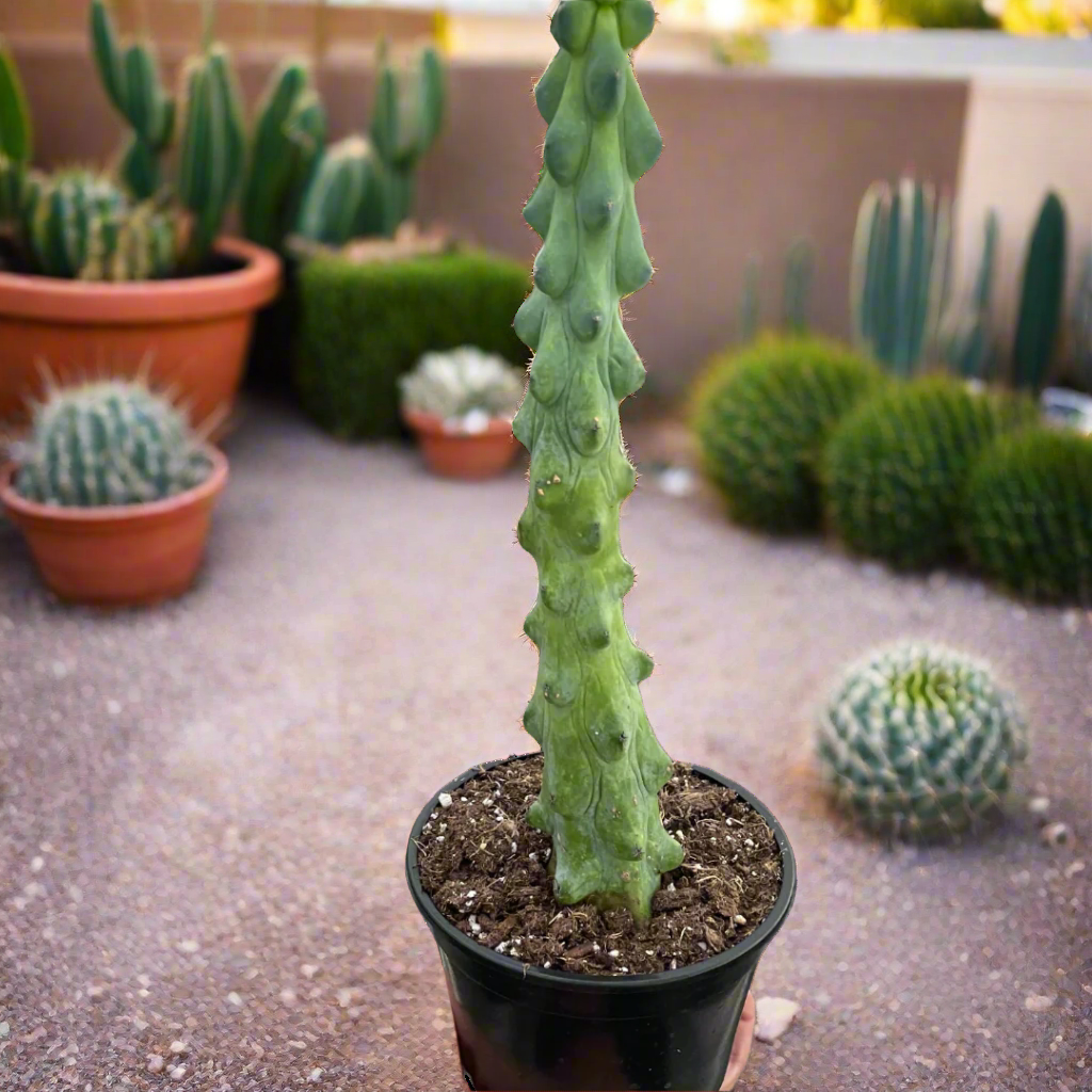 Boobie Cactus