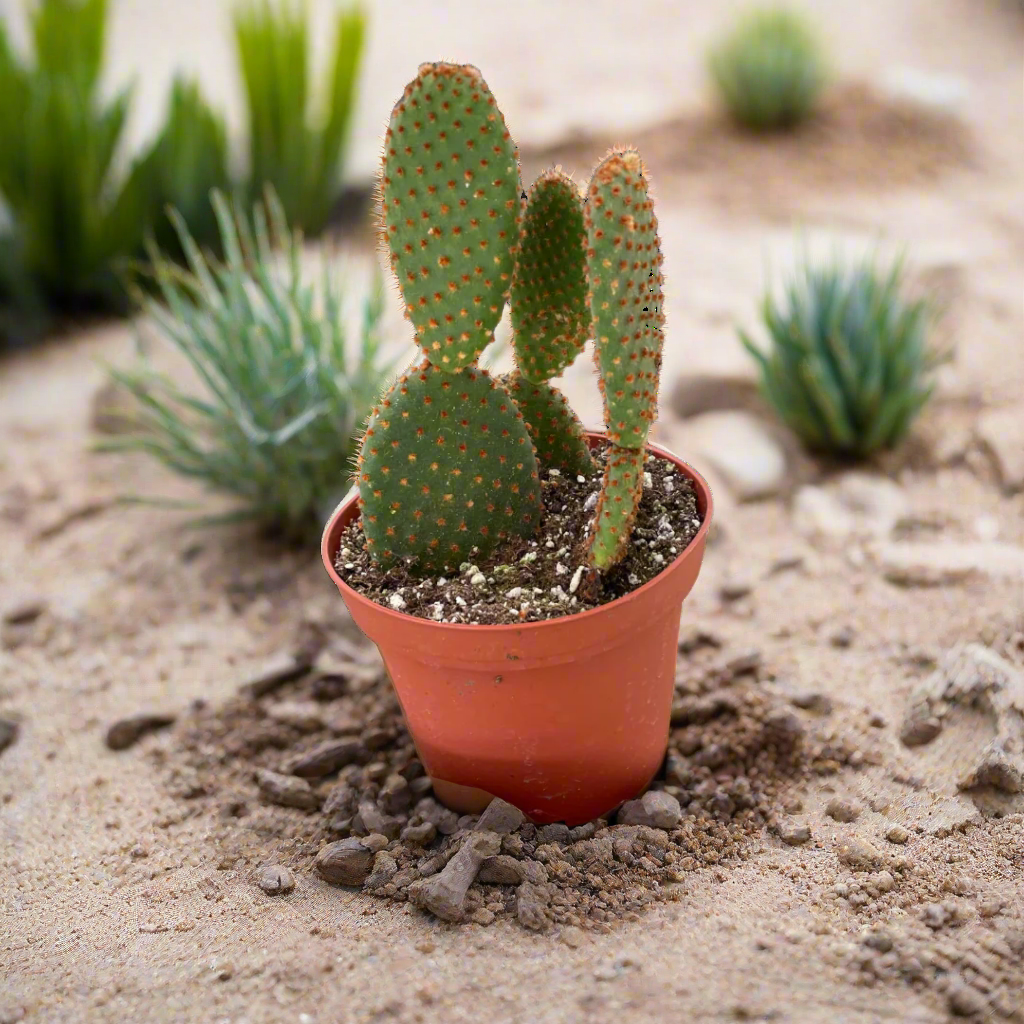 Opuntia 'Microdasys' (Bunny Ear Cactus)