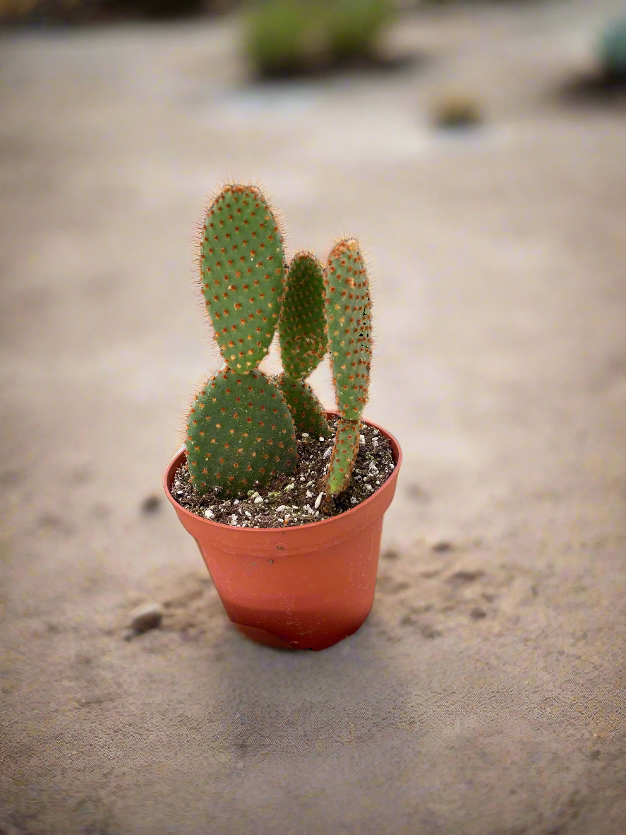Opuntia 'Microdasys' (Bunny Ear Cactus)