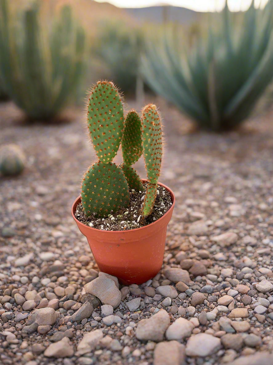 Opuntia 'Microdasys' (Bunny Ear Cactus)