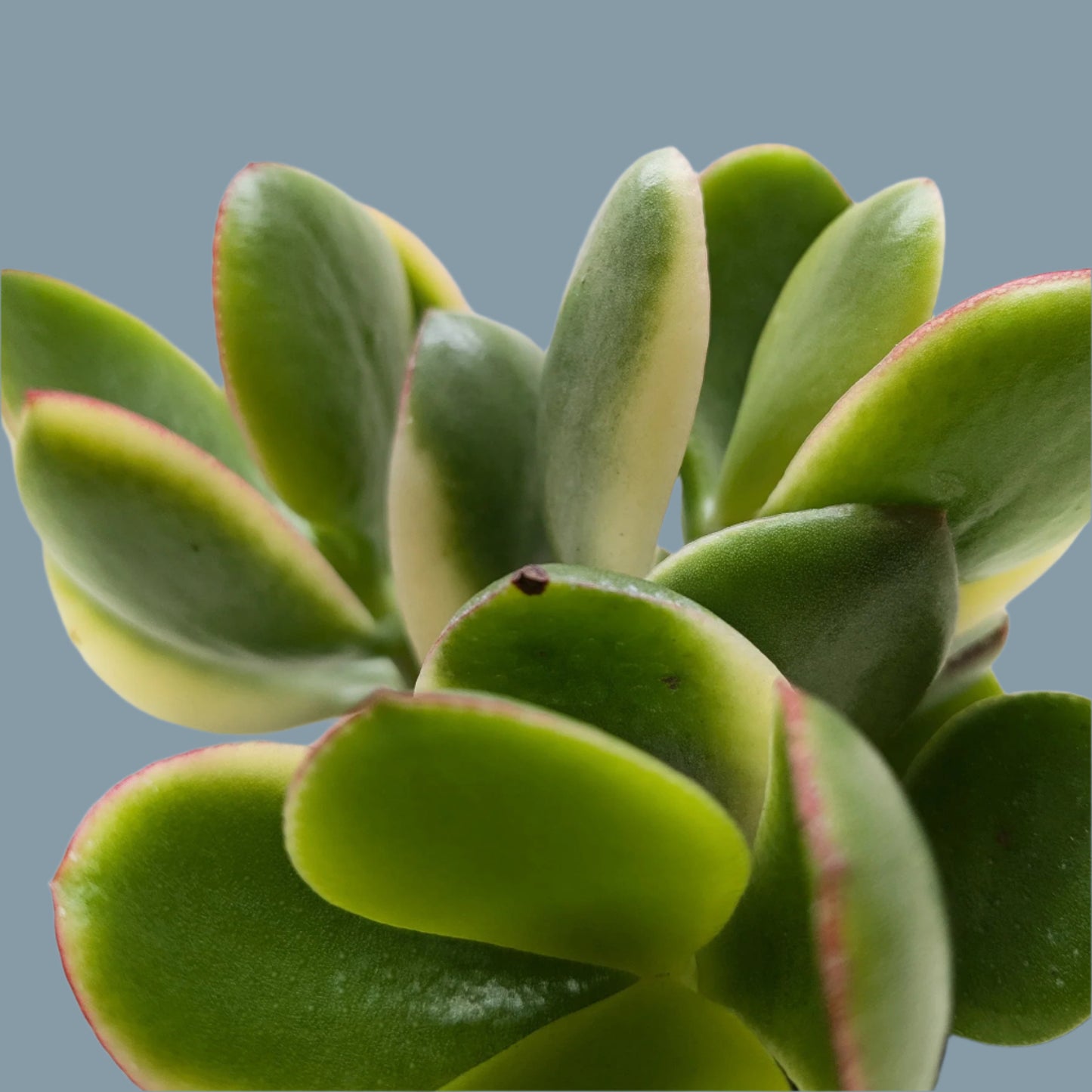 Succulent Crassula Jade Variegated