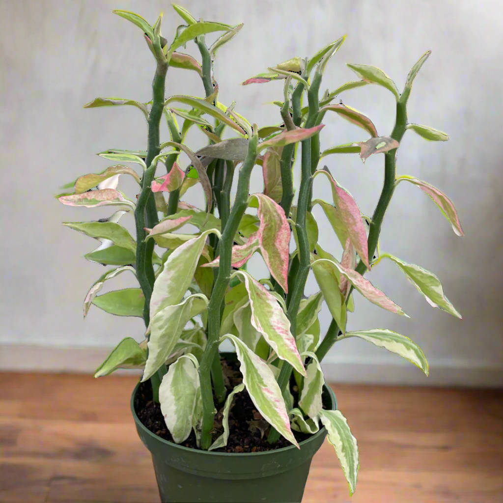 Variegated Devil's Backbone Euphorbia