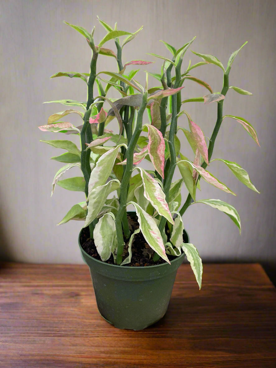 Variegated Devil's Backbone Euphorbia