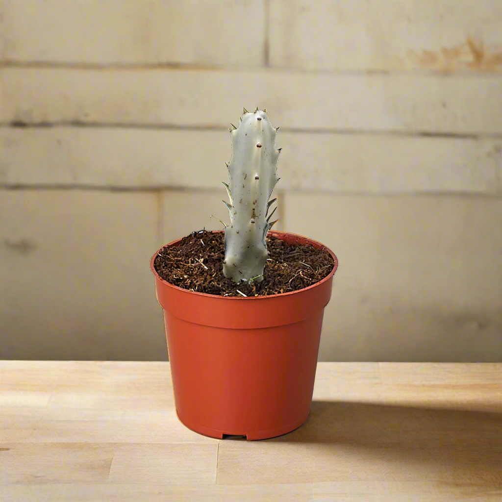 Succulent Euphorbia 'Dragon Bone'