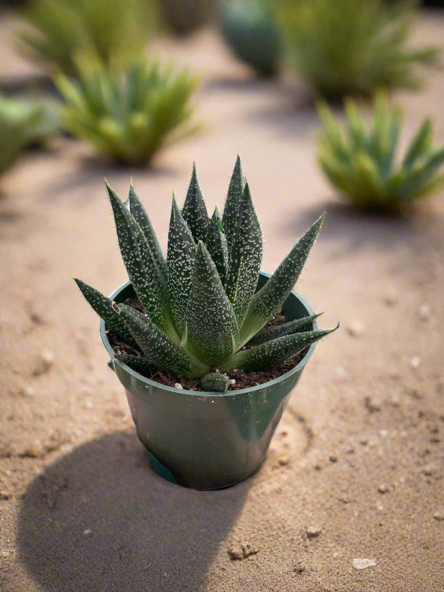 Succulent Gasteria Durban