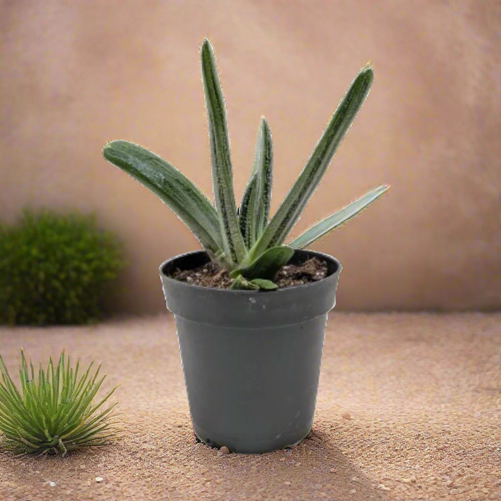Succulent Gasteria Little Warty