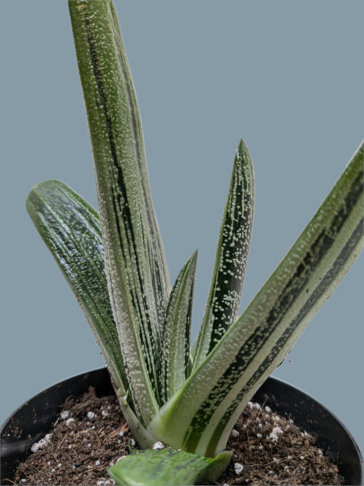 Succulent Gasteria Little Warty