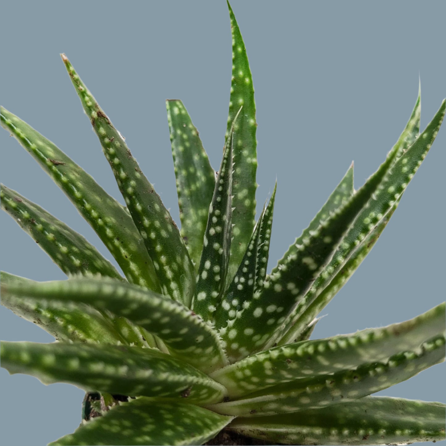 Succulent Gasteria Zimflora