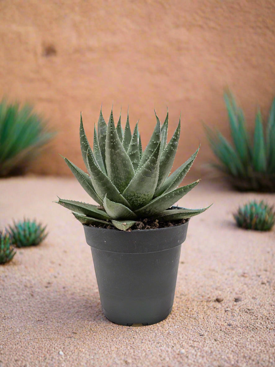 Succulent Haworthia Savanna