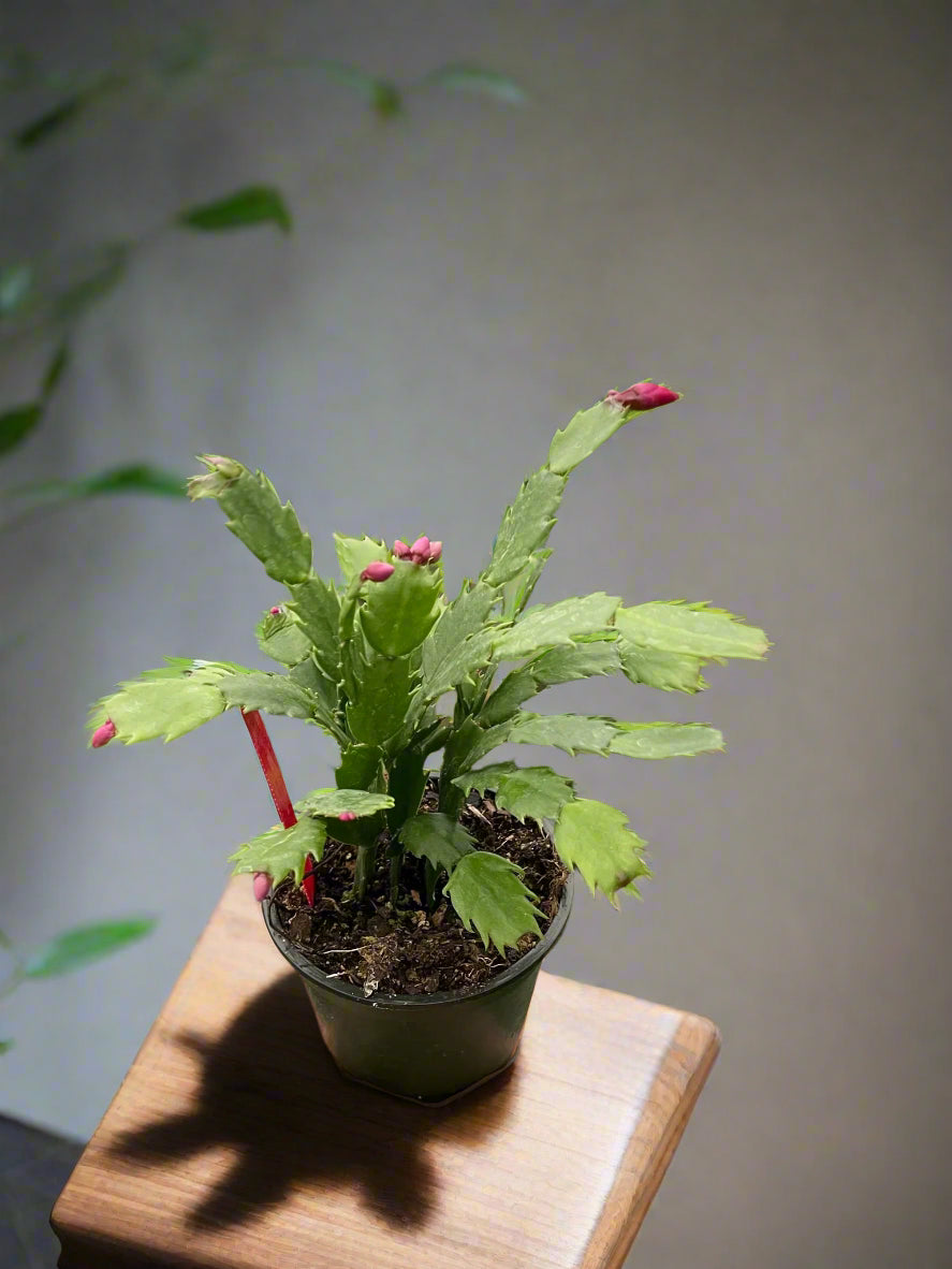 Hand holding a potted Christmas cactus plant in a greenhouse setting with other plants.
