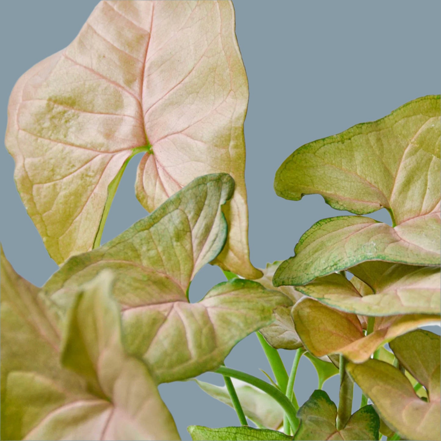 Syngonium Strawberry