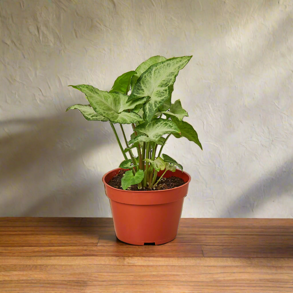 Syngonium White Butterfly
