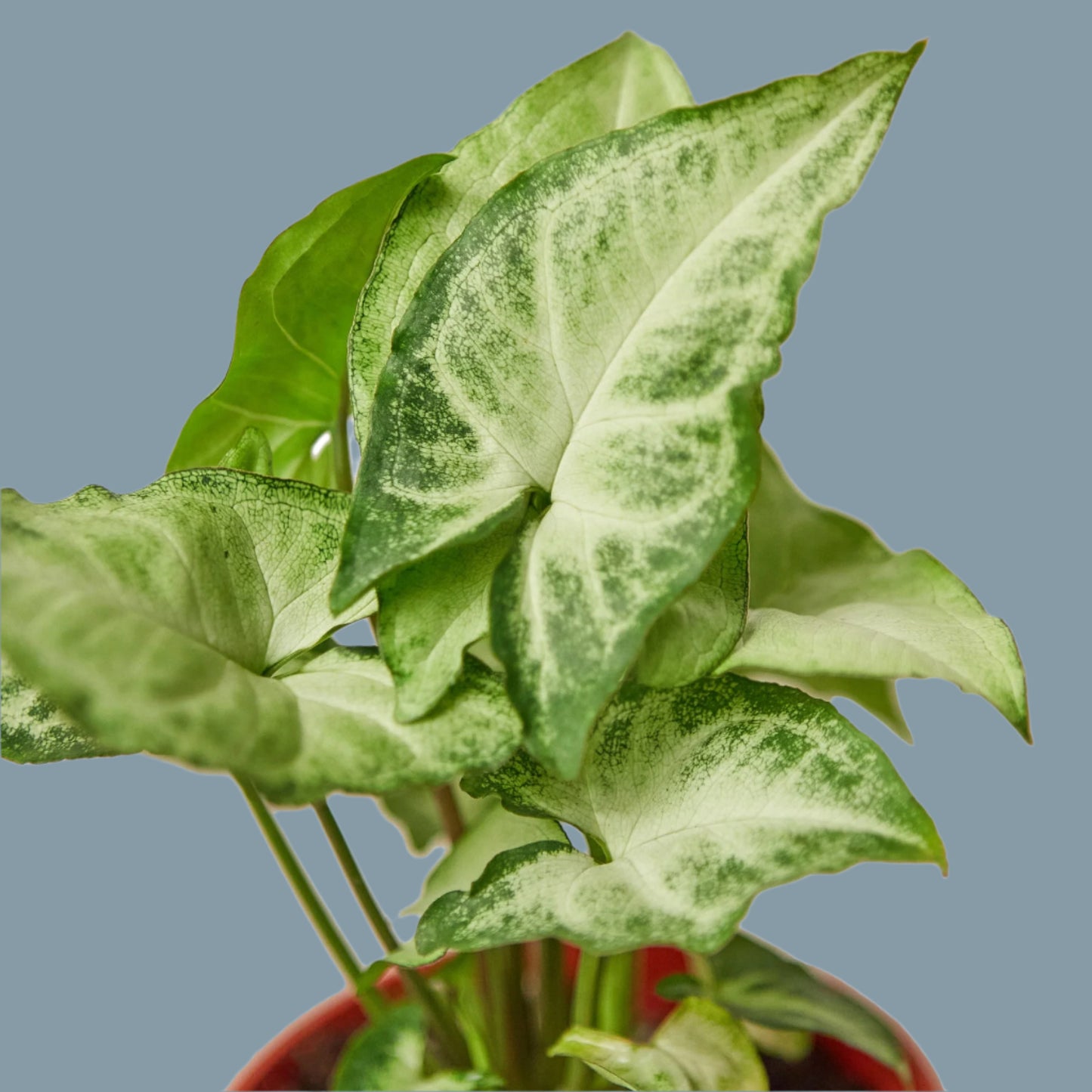 Syngonium White Butterfly